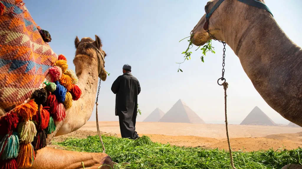 Camels overlooking the Giza Pyramids in Cairo, Egypt