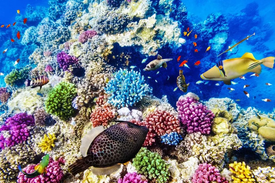 Colorful coral reefs and tropical fish in the Red Sea