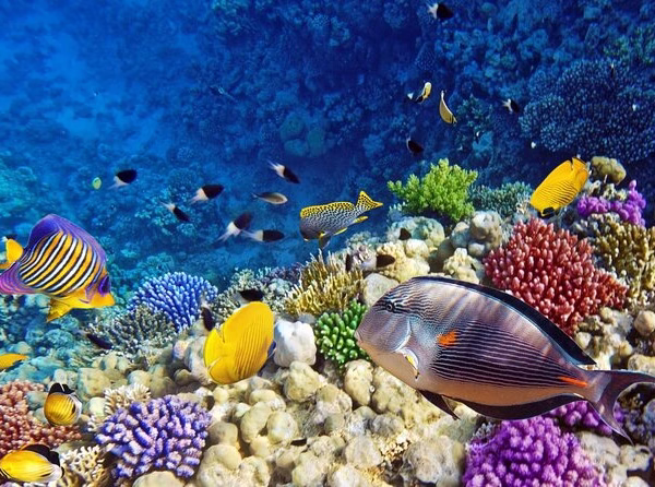 Vibrant coral reef underwater in the Red Sea, Egypt, teeming with colorful tropical fish including Sohal surgeonfish and butterflyfish.