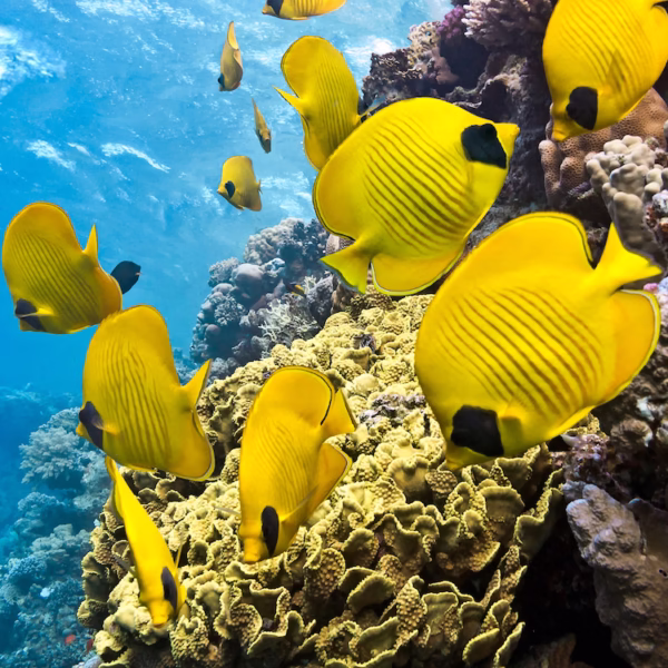private snorkeling Hurghada Red Sea colorful fish coral reef